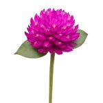 150 graines damarantine globuleuse (gomphrena globosa) - semisauvage permaculture - graines reproductibles ...