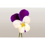 150 graines de fleurs  semer - le grenier d abondance - violette - viola cornuta