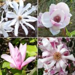 2 x plants de magnolia en pots de 9 cm arbustes � fleurs caduques m�lang�es pour bordure de jardin