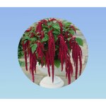 20 graines amarante queue de renard rouge - amaranthus caudatus - feuilles comestibles