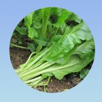 20 graines de poirée verte a couper - bette - facile a cultiver 20 graines de poirée verte a couper - bette - facile a cultiver