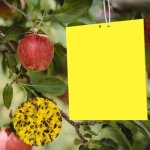 20 pi�ces jaune mouche pi�ge double face viscosit� pi�ges � insecte bande glue arbre 20 * 10cm anti moucherons ...