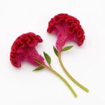 200 graines de c�losie cr�te de coq (celosia argentea cristata nana) - semisauvage permaculture - graines ...