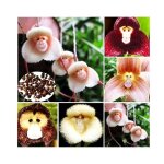 200 graines rare orchide visage de singe fleurs exotiques uniques pour jardin balconintrieur plante ...