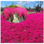 200 graines de thym serpolet rouge - plante vivace couvre - sol faciles � planter graines de thym rampantes ...