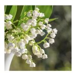 200pcs graines de muguet fleurs vivaces parfumes et rsistantes froidfleurissant toute lanneblansjardins ...