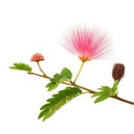 25 graines darbre à soie albizia (albizia julibrissin) - semisauvage permaculture - graines reproductibles ... 25 graines darbre à soie albizia (albizia julibrissin) - semisauvage permaculture - graines reproductibles ...