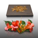 25 graines fleurs  semer - le grenier d abondance - bignone orange - campsis radicans