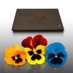 25 graines fleurs � semer - le grenier dabondance - pensee g�ante de suisse - viola tricolor