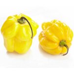 25 graines de piment habanero citron (capsicum chinense) - semisauvage permaculture - graines reproductibles ...