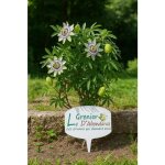 25 graines à semer - le grenier d abondance - fleur de la passion bleue - passiflora caerulea 25 graines à semer - le grenier d abondance - fleur de la passion bleue - passiflora caerulea