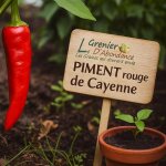 25 graines � semer - le grenier dabondance - piment rouge de cayenne - capsicum annuum