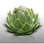 25 graines à semer - le grenier d abondance - artichaut vert de laon - cynara cardunculus 25 graines à semer - le grenier d abondance - artichaut vert de laon - cynara cardunculus