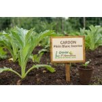 25 graines  semer - le grenier dabondance - cardon plein blanc inerme - cynara cardunculus