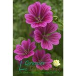 25 graines � semer - le grenier dabondance - grande mauve - malva sylvestris