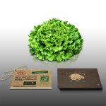 250 graines bio � semer - le grenier dabondance - laitue batavia de pierre benite blonde - certifi� ab ...