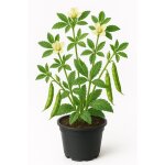 250 graines � semer - le grenier dabondance - fenugrec - trigonella foenugraecum
