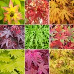 3 arbustes acer rable du japon arbuste en pot pour lextrieur rsistants et prts pour le jardinage