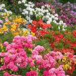 3 rhododendrons mixtes arbustes touffus plantes de jardin color�es en pot