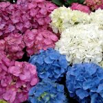 3 x hortensias en lot arbuste a feuilles caduques plante vivace en pot 3 x hortensias en lot arbuste a feuilles caduques plante vivace en pot
