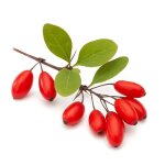 30 graines de vinettier (berberis vulgaris hispanica) - semisauvage permaculture - graines reproductibles ...