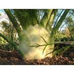 300 graines de fenouil plantes jardins légumes fleurs aromatique méthode bio 300 graines de fenouil plantes jardins légumes fleurs aromatique méthode bio