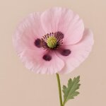 300 graines fleurs � semer - le grenier dabondance - pavot � patisserie � papaver