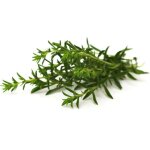 300 graines de sarriette - plante aromatique médicinale - jardin méthode bio 300 graines de sarriette - plante aromatique médicinale - jardin méthode bio