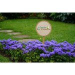 300 graines � semer - le grenier dabondance - cataire bleue - ageratum houstonianum