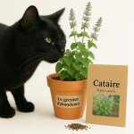 300 graines � semer - le grenier dabondance - cataire - nepeta cataria