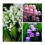 300 pcs graines de muguet fleurs vivaces parfum�es et r�sistantes au froid fleurissant toute lann�e adapt�es ...