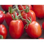 35 graines de tomate roma - semisauvage permaculture 35 graines de tomate roma - semisauvage permaculture