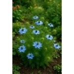 350 graines � semer - le grenier dabondance - nigelle de damas - nigella damascena