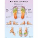 3b scientific - anatomie humaine - foot reflex zone de massage - 4006729