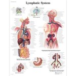 3b scientific - anatomie humaine - syst�me lymphatique - vr1392uu