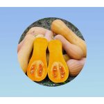 5 graines de courge butternut - courge cacahute - doubeurre