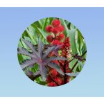 5 graines ricin de zanzibar (ricinus communis) plante tropicale cultivée 5 graines ricin de zanzibar (ricinus communis) plante tropicale cultivée