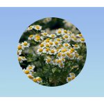50 graines de camomille romaine - chamaemelum nobile - herbe aromatique 50 graines de camomille romaine - chamaemelum nobile - herbe aromatique