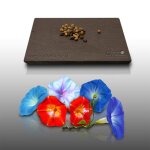 50 graines de fleurs � semer - le grenier dabondance - ipomee volubilis - ipomoea - m�lange vari�