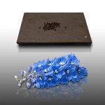 50 graines fleurs � semer - le grenier dabondance - pied dalouette imp�rial g�ant 1m. - delphinium