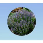 50 graines de hysope officinale - hyssopus officinalis. herbe aromatique herbe sacrée - herbe de jupiter ... 50 graines de hysope officinale - hyssopus officinalis. herbe aromatique herbe sacrée - herbe de jupiter ...