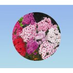 50 graines phlox twinkles - fleurs toiles - drummond de phlox twinkle toiles - graines phlox drummonda ...