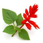 50 graines de sauge eclatante feu de la saint - jean (salvia splendens) - semisauvage permaculture - ...