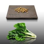 50 graines � semer - le grenier dabondance - poiree blonde - beta vulgaris