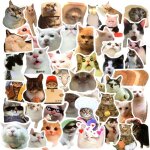50 pcs autocollants amusants en vinyle motif chat kawaii imperm�ables pour amoureux des chats scrapbooking ...