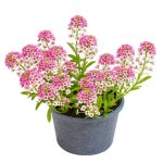 500 graines dalysse odorante rosie oday (lobularia maritima) - semisauvage permaculture - graines reproductibl ...