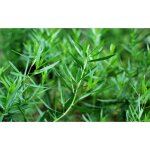 500 graines destragon - plante aromatique - herbe jardin potager méthode bio 500 graines destragon - plante aromatique - herbe jardin potager méthode bio