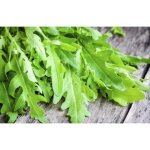 500 graines de roquette - plante aromatique - légumes jardin potager méthode bio 500 graines de roquette - plante aromatique - légumes jardin potager méthode bio