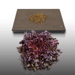 500 graines � semer - le grenier dabondance - laitue a couper red salad bowl - lactuca sativa