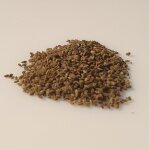 500 graines  semer - le grenier dabondance - ortie - urtica dioica